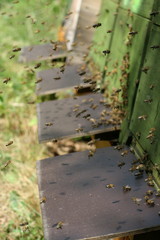 Obraz na płótnie Canvas Bee Hive