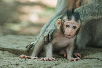 Baby Monkey