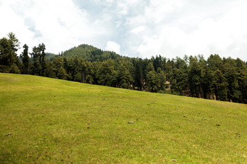 Grass and forest in Himalaya mountain