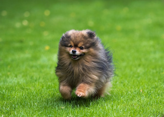 dog pomeranian spitz