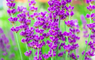Obraz premium Beautiful violet wild lavender meadow backdrop. A field of purple lavandula herbs blooming in a french provence.