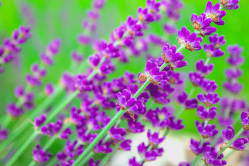 Fototapeta premium Beautiful violet wild lavender meadow backdrop. A field of purple lavandula herbs blooming in a french provence.