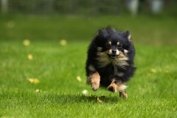 dog pomeranian spitz