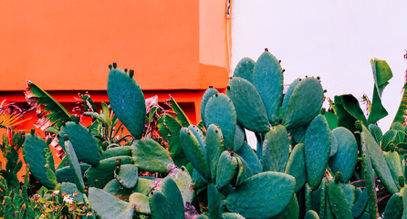 Canary island. Cactus.  Minimal cacti mood. Plants on pink concept