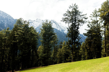 Fototapeta na wymiar Forest of trees and Himalaya mountains background