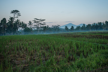 Misty Rice Field