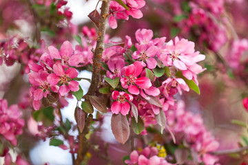 Blühender Zierapfel