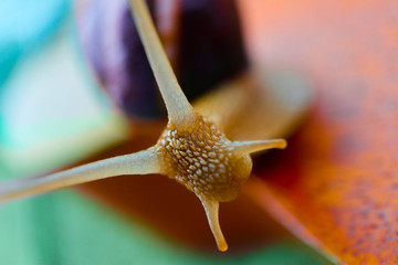 One snail on the natural background, macro view.  Big beautiful helix with spiral shell.