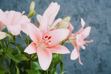Pink lilies on blue gray background. Space for text. Florist, dermatology, cosmetology.