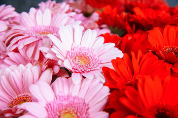 Half pink half red gerbera flowers. Background.