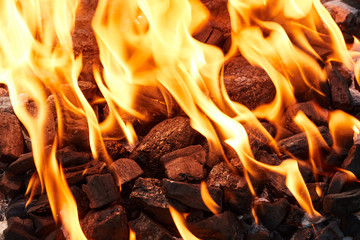 Orange wild fire burning on black coal and ash, 