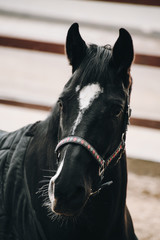 The portrait of a beautiful black horse