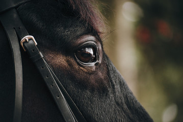 The portrait of a beautiful black horse