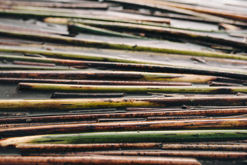 Texture of reeds. Yellow reeds. Branches. Sticks. Background. Tree. Cane.