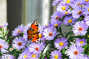 Schmetterling auf lila Blumen im Fr&uuml;hling