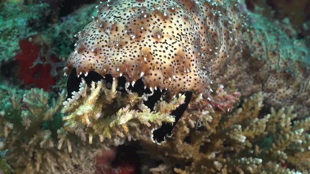 blackmouth sea cucumber eats coral - Red Sea, Pearsonothuria, macro shot