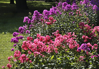 Alexander Garden in Saint Petersburg. Russia