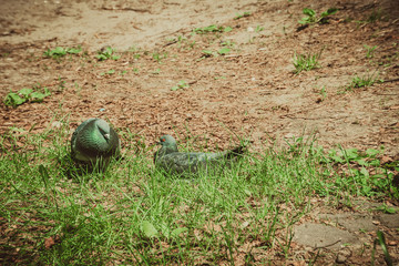 Two pigeons on the ground