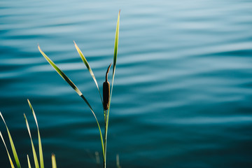 Forest lake with water lilies. a great place to relax in nature.