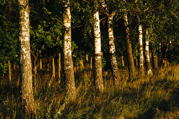 birch forest in the sunlight in the evening