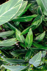 Naklejka na ściany i meble Tropical green background Plant lover concept