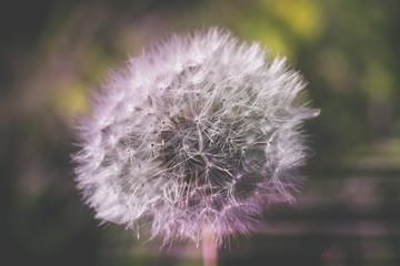 White dandelion macro retro