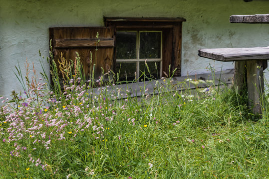 Taubenkropf Leimkraut vor Hütte mit Holzfenster und Holzbank