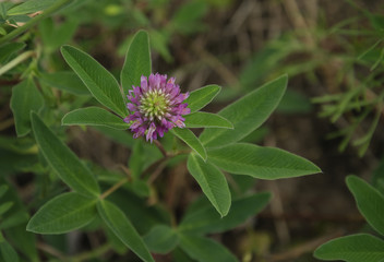 lilac clover flower with green shamrocks