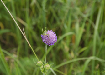 green Tettigonioidea on a pink flower