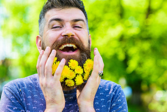 Barber concept. Man with beard and mustache on happy face, green background, defocused. Bearded man with dandelion flowers in beard, close up. Hipster with bouquet of dandelions in beard.