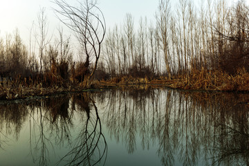 Horizon of trees mirror in Dal Lake