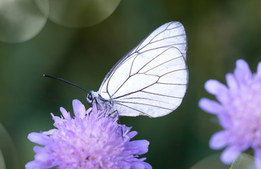 Baum-Weißling (Aporia crataegi)