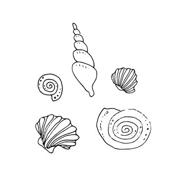 Underwater sketch with set of shells isolated on white background. Nautical illustration for print, card, poster, colouring book. Contour picture.