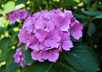 Fototapeta premium SAMSUNG CSC