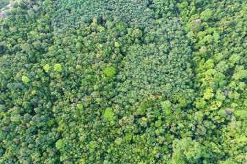 Green nature tropical deep forest
