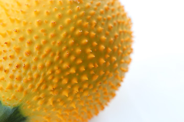 Organic Jackfruit orange color  from garden on white background
