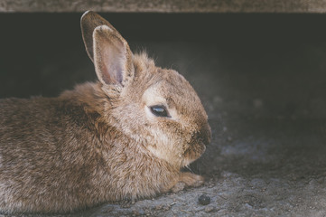 Petit lapin brun