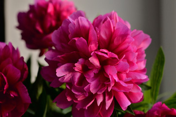 Obraz premium Fresh pink peonies peony roses in a vase on white window, background. Floral blossom wallpaper. Flowers in the room. Card, text, copy space.