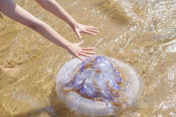 Fototapeta premium huge jellyfish on the beach