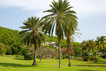 Antigua, Caribbean islands, English Harbour - May 20, 2017: Idyllic tropical palm garden in the the Freeman's bay