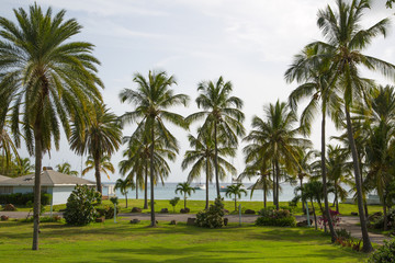 Fototapeta na wymiar Antigua, Caribbean islands, English Harbour - May 20, 2017: Idyllic tropical palm garden in the the Freeman's bay