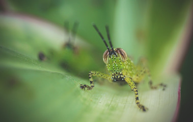 Grass hopper closeup