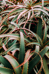 Obraz premium Aloe background. Minimal fashion green