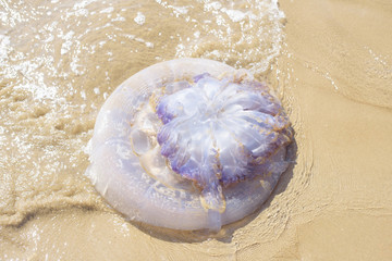 huge jellyfish on the beach