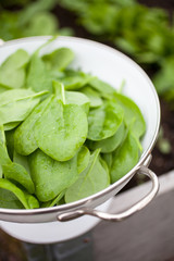 Fresh spinach