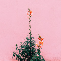 Fashion concept plants on pink. Flowers on pink wall background. Minimalist