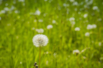 White dandelions in the grass