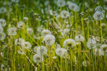 White dandelions in the grass