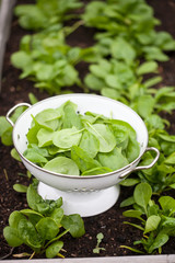 Fresh spinach