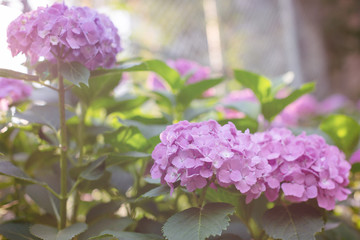 Beautiful hydrangeas garden. Summer sunlight. Natural background concept